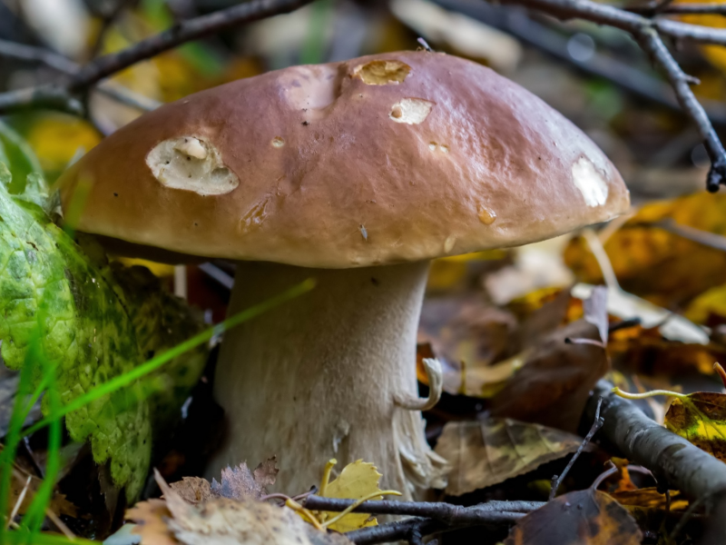 гриб, мох, осень