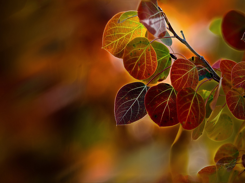 листья, тополь, осень