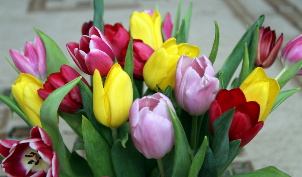 букет, тюльпаны, весна