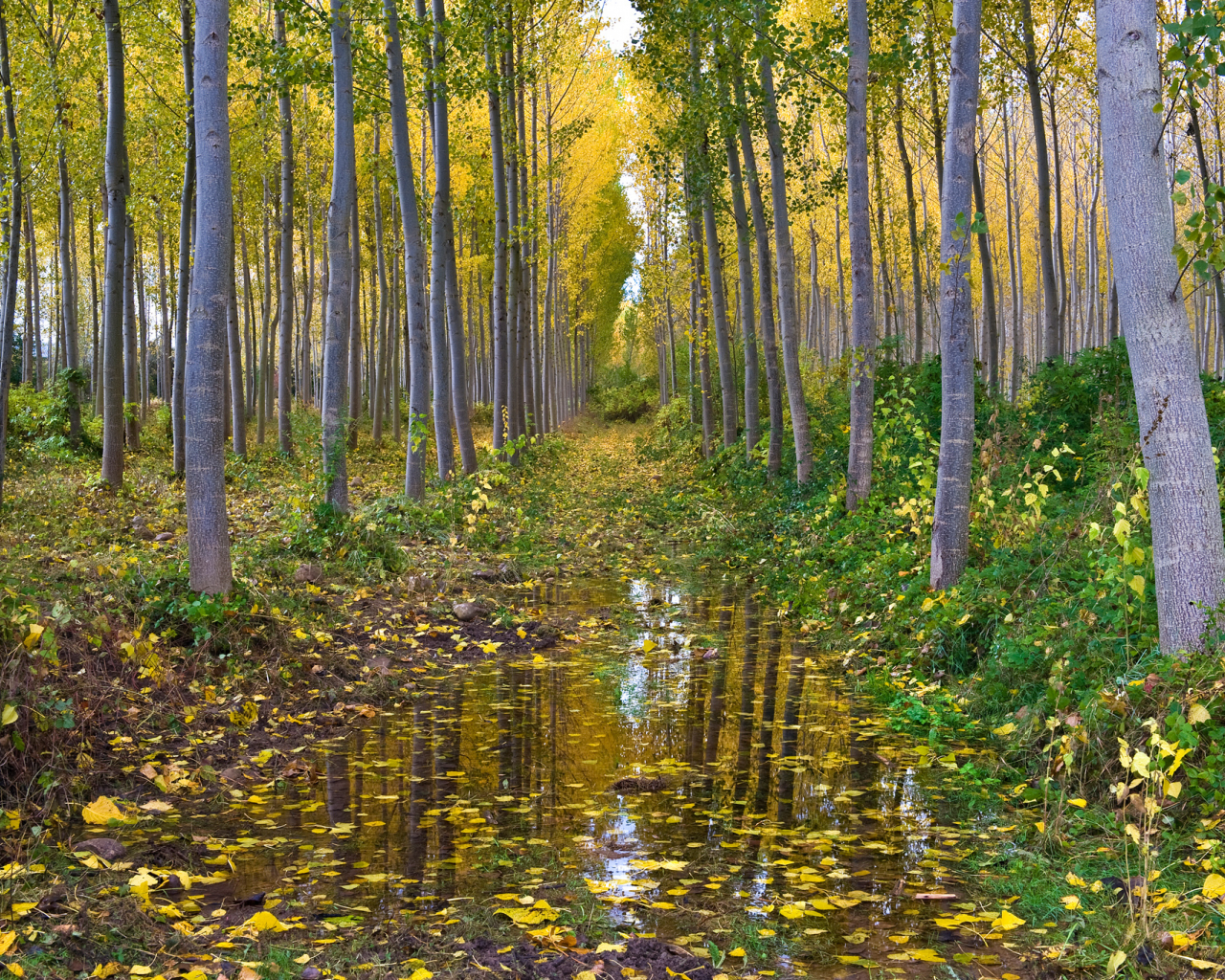 осень, лес, роща