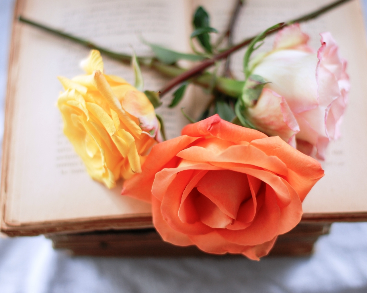 книга, розы