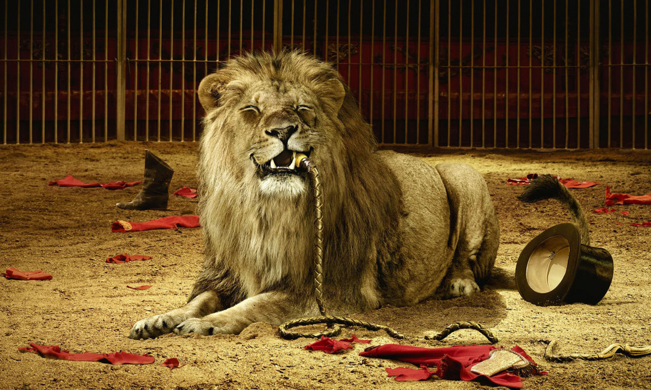 лев, хищник, арена цирка, съел укротителя