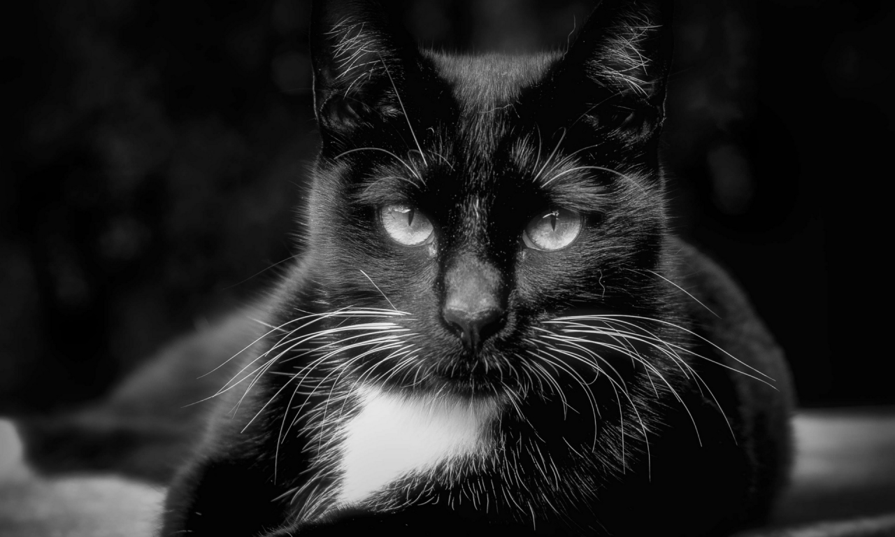 кот, чёрный, взгляд, животное