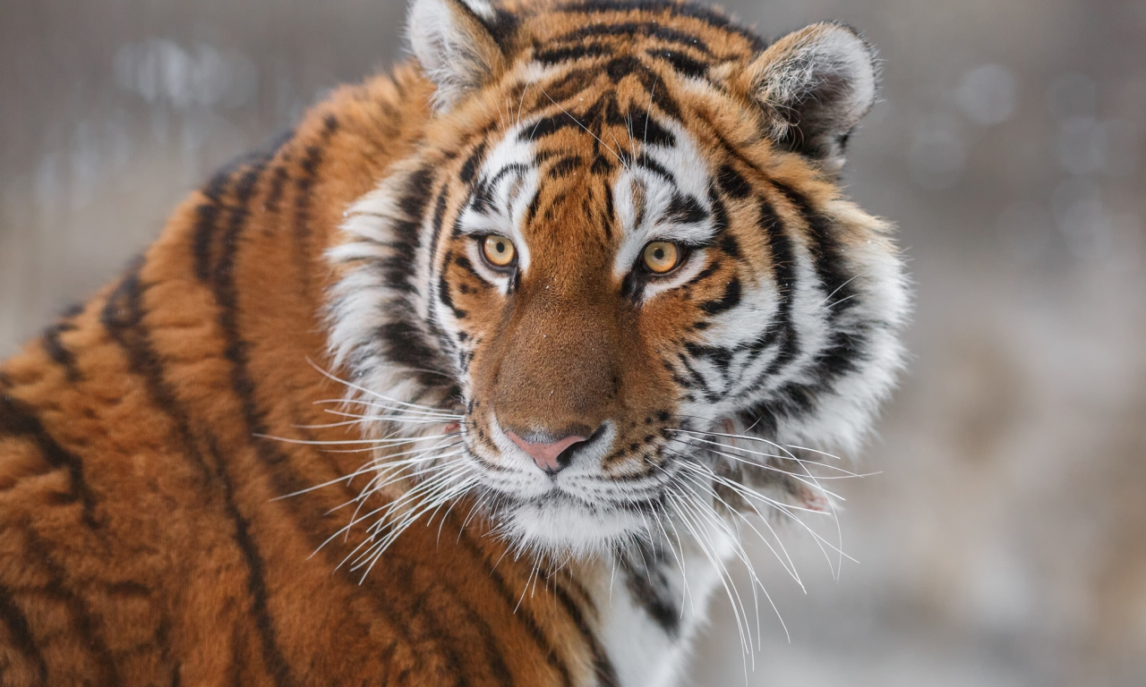 тигр, животные, взгляд