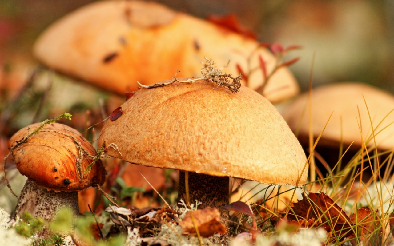 осень, грибы, фон
