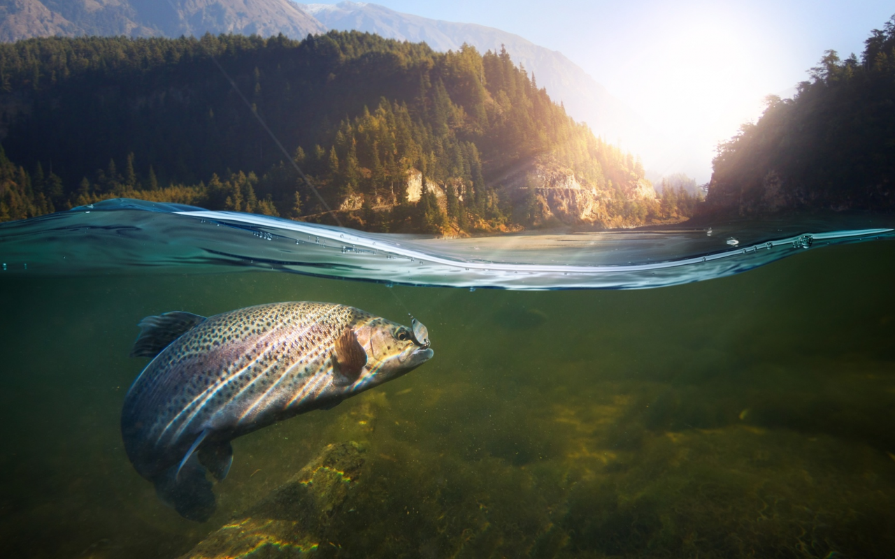 рыба, вода