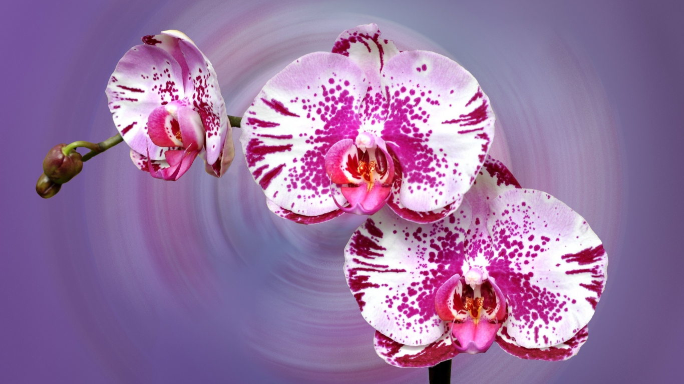 орхидеи, фон