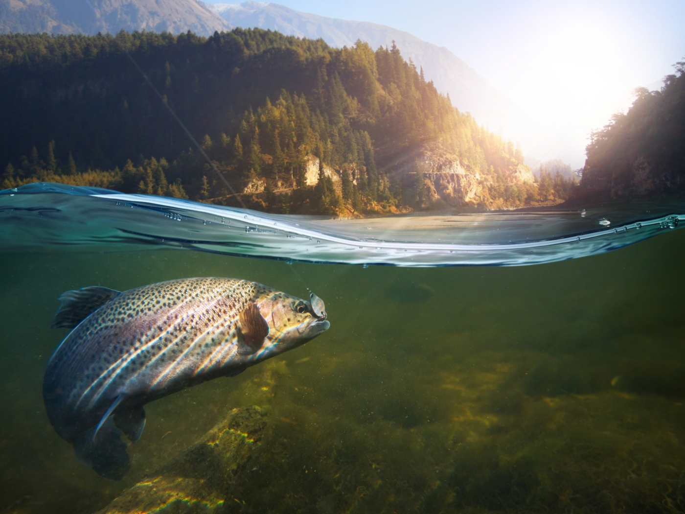 рыба, вода