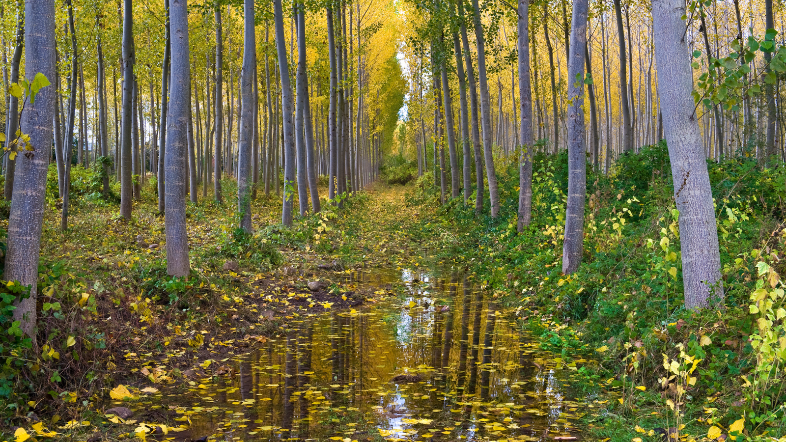 осень, лес, роща