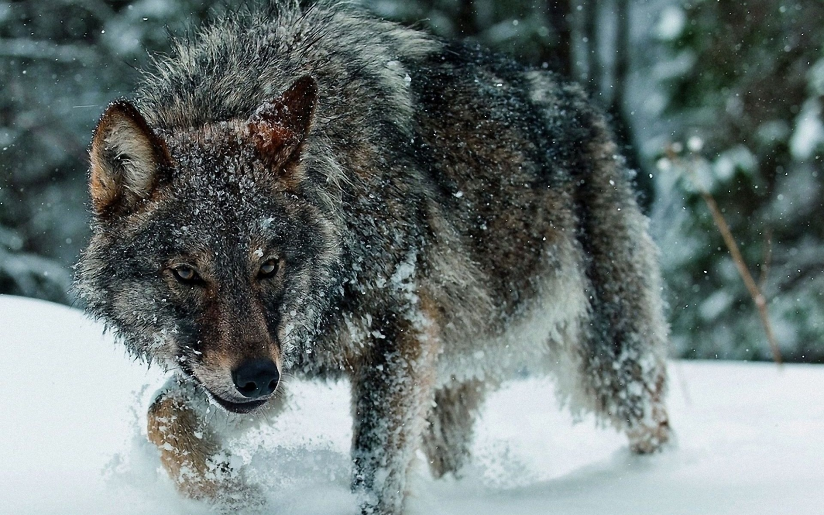 волк, хищник, снег, зима