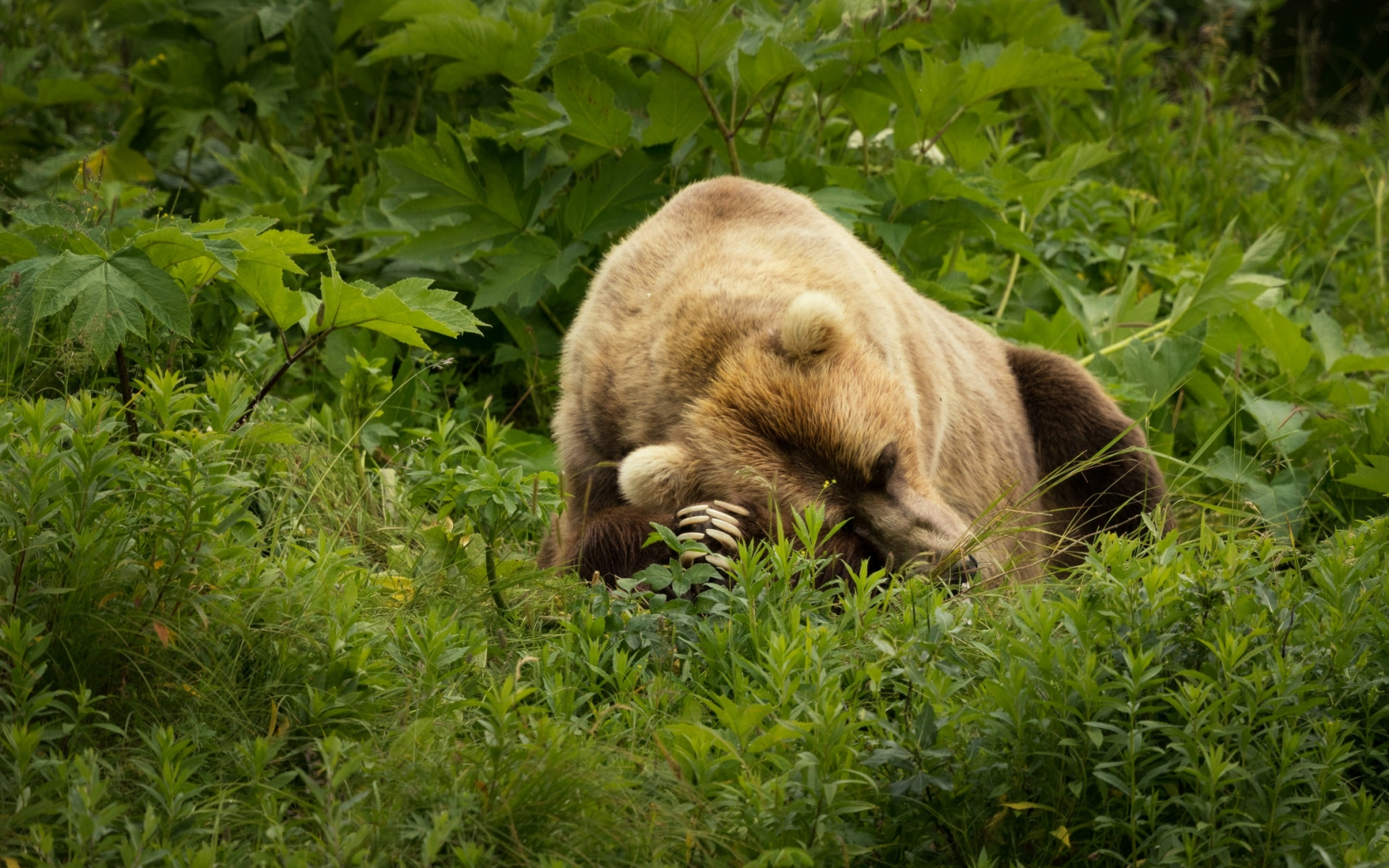 медведь, трава, природа
