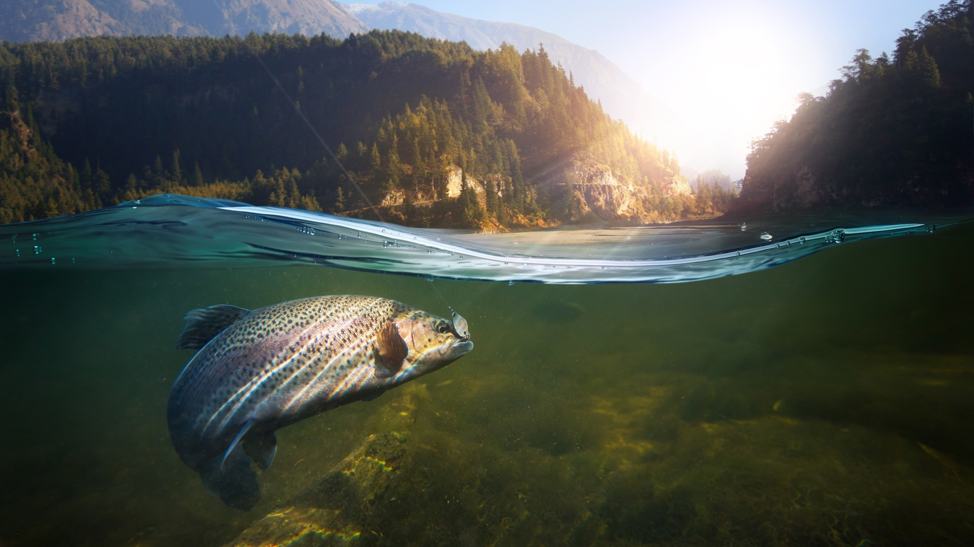 рыба, вода