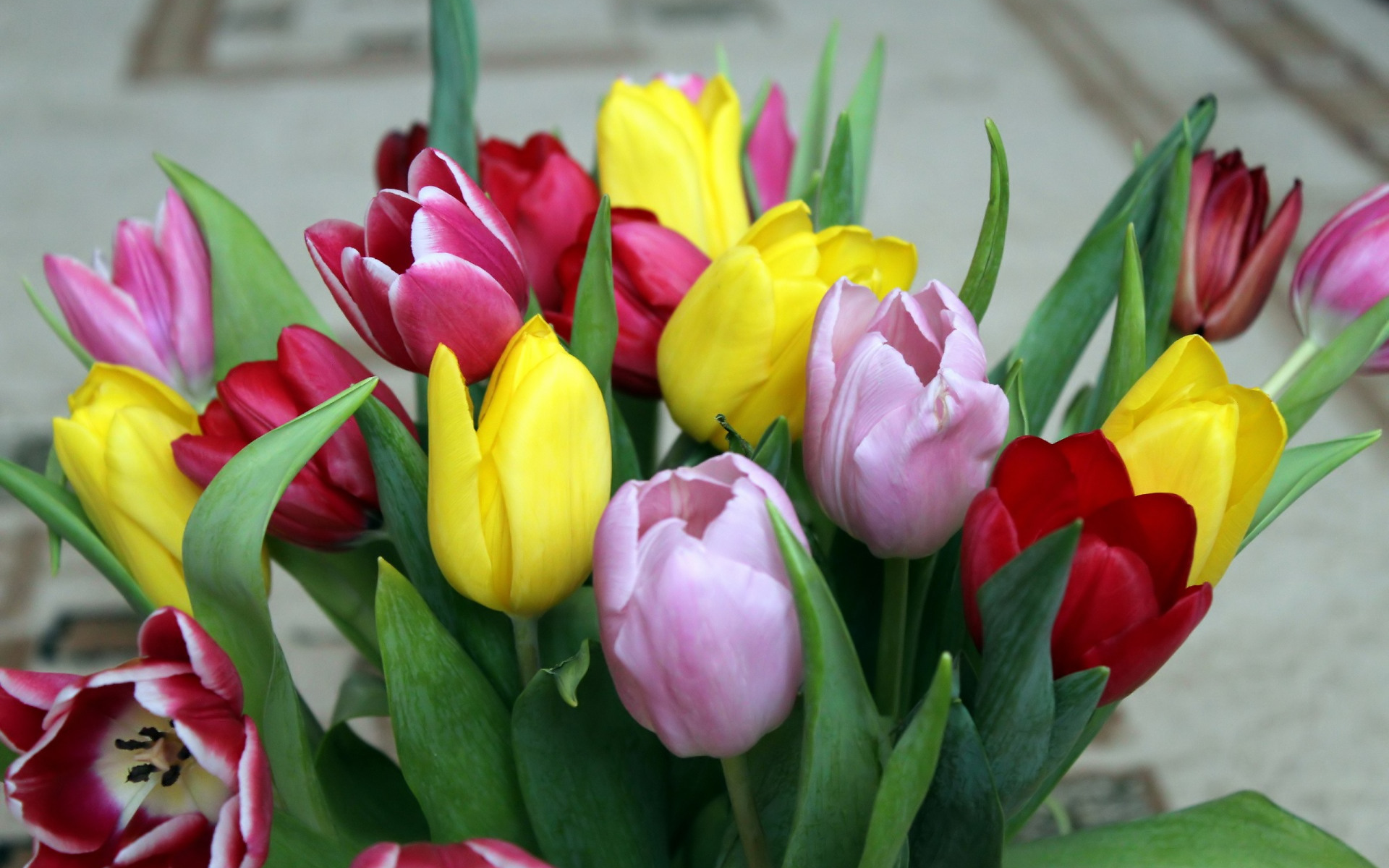 букет, тюльпаны, весна
