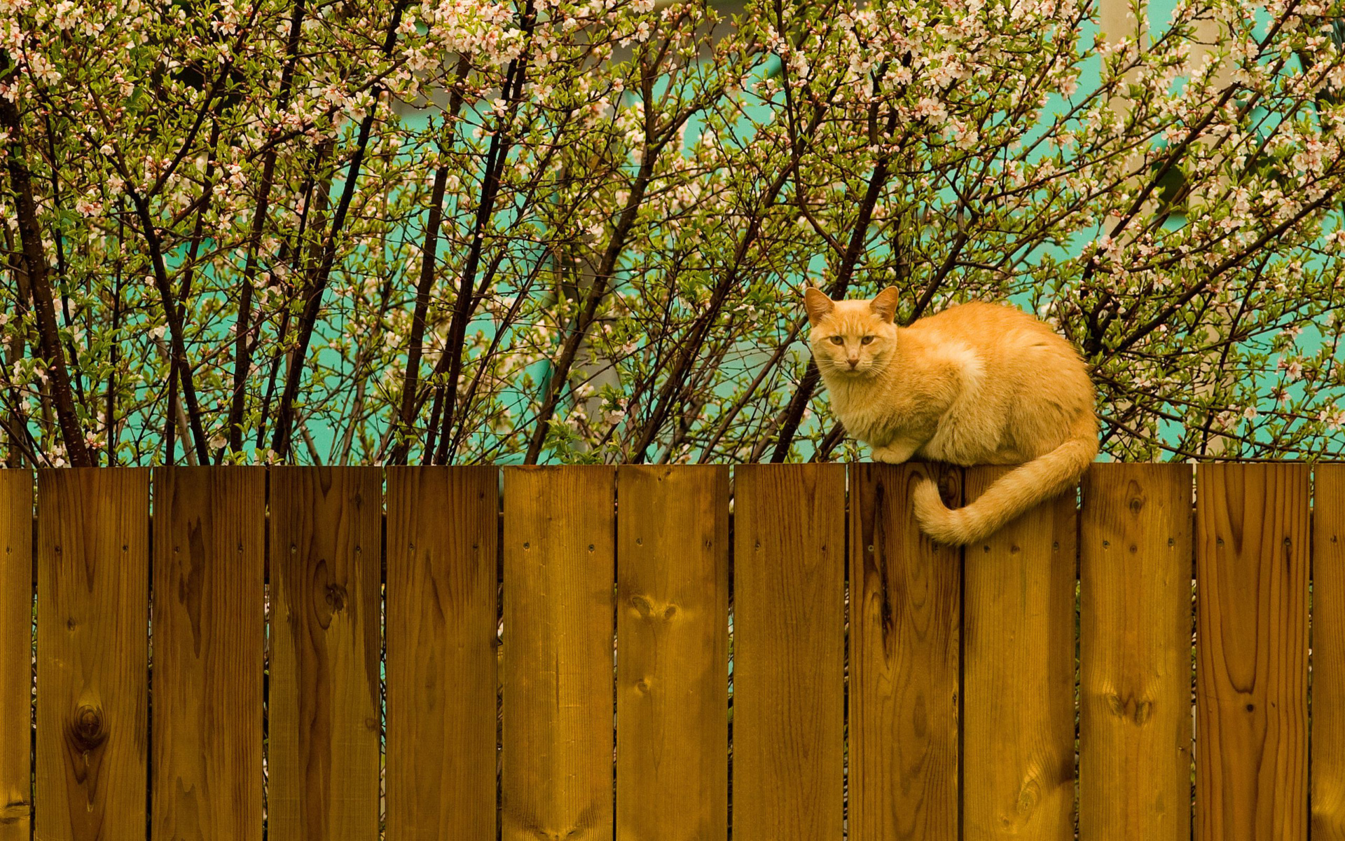 кошка, сидит на заборе, животное