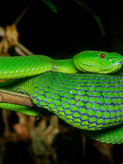 змея, зелёная, чёрный фон, природа