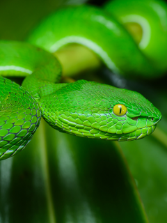 змея, зелёная, чёрный фон, природа