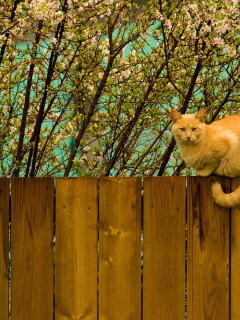кошка, сидит на заборе, животное