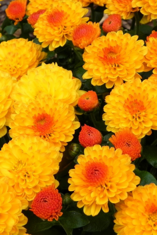 хризантемы, осень, оранжевые