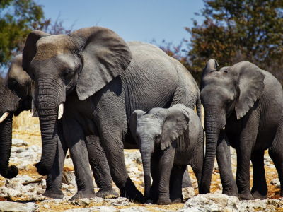 слоны, африка
