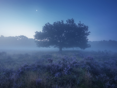 поле, дерево, туман