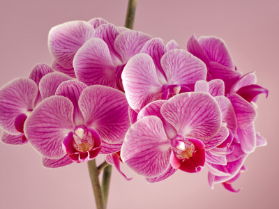 фон, орхидеи