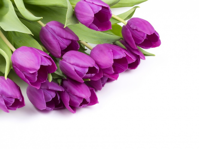 тюльпаны, фиолетовые тюльпаны, весна
