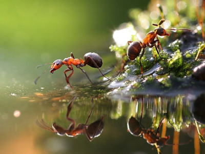 муравьи, вода