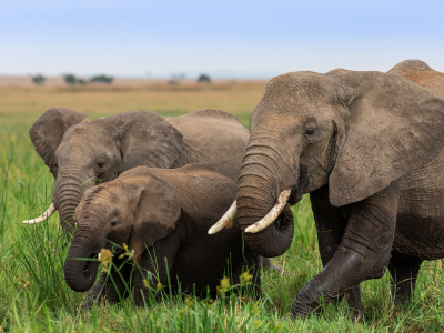 слоны, семья