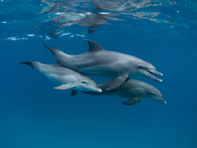 море, дельфины