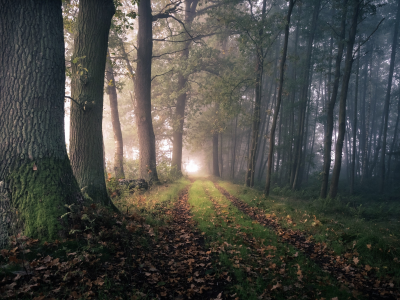 лес, утро, туман