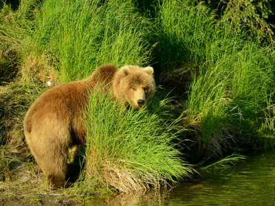 медведь, вода, природа