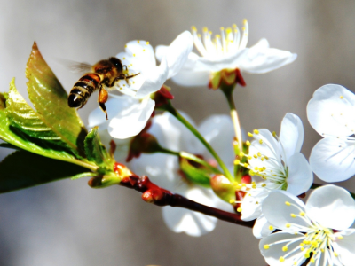 цветы, весна, пчела