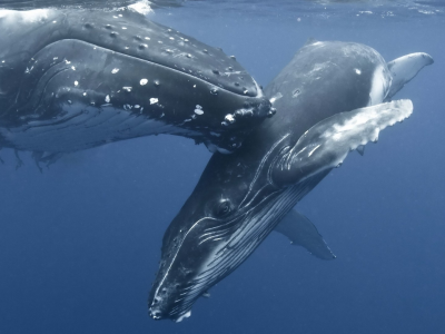 горбатые киты, океан