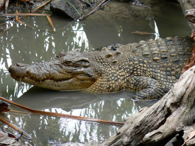 крокодил, вода