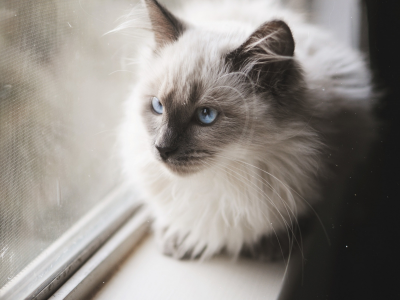 кошка, сиамская, красивая, у окна
