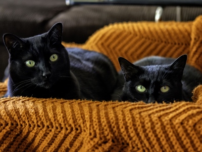 кошки, чёрные