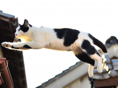 кот, прыжок