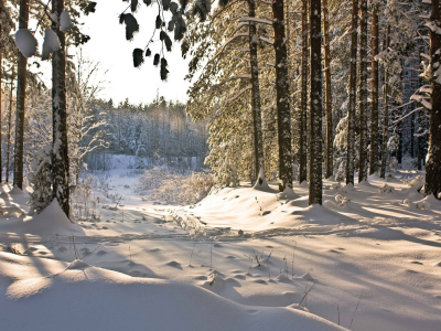 лес, деревья, зима, снег
