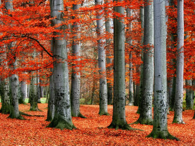 деревья, осень, листопад