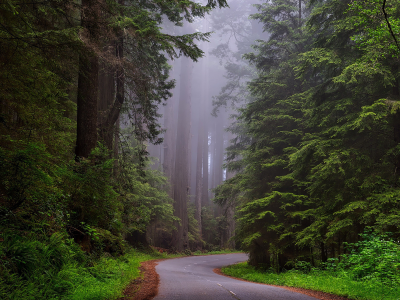 лес, деревья, дорога, туман