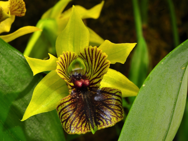 орхидея, цветок, фон