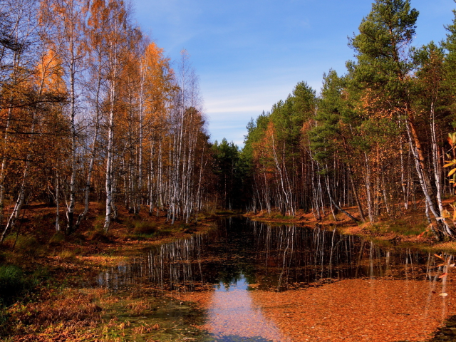 лес, вода, осень