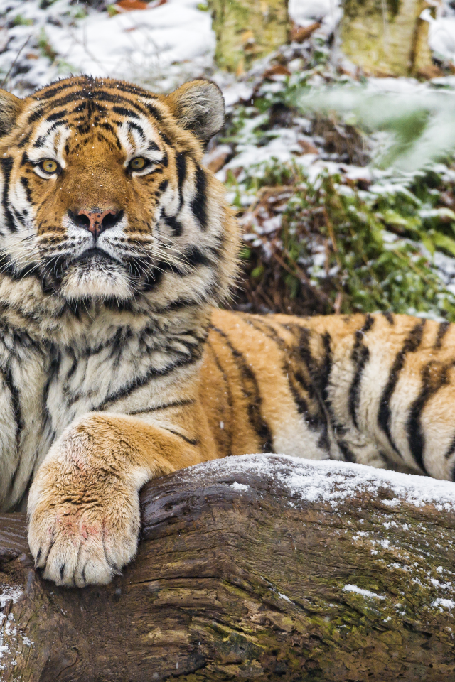 тигр, животные, кошки, снег