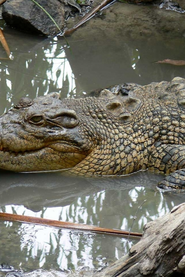 крокодил, вода
