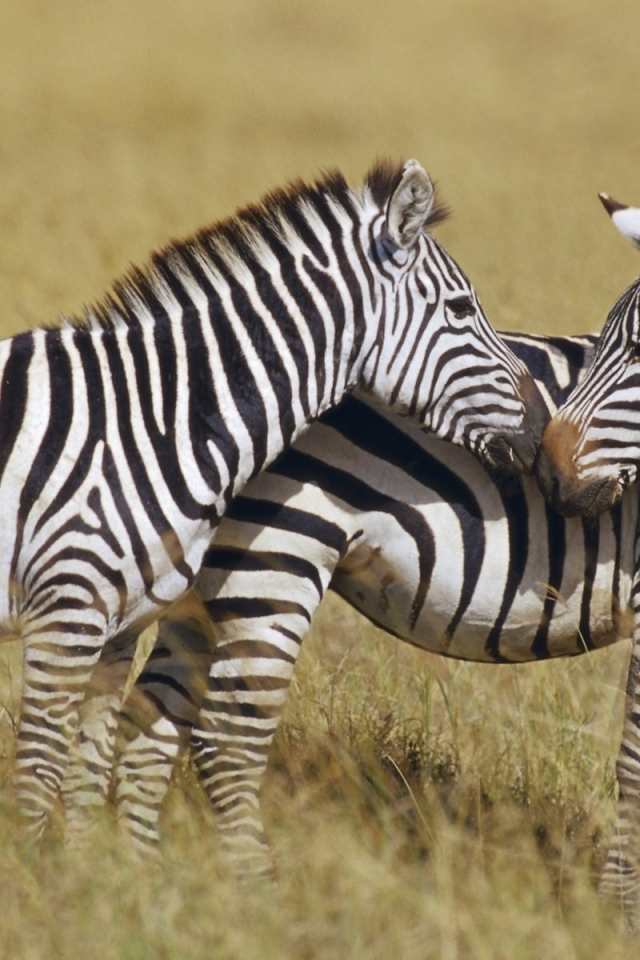 зебры, саванна, африка