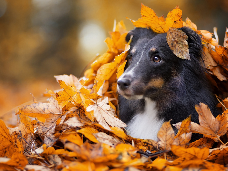 листопад, щенок, осень