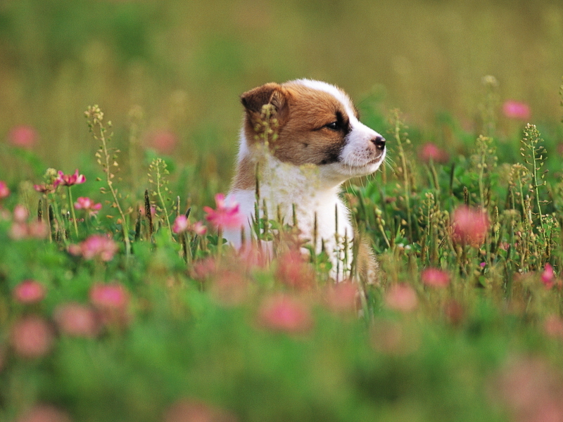 щенок, маленький, в траве