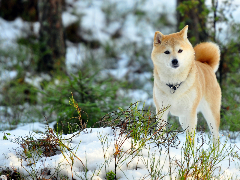 собака, хаски, снег, природа