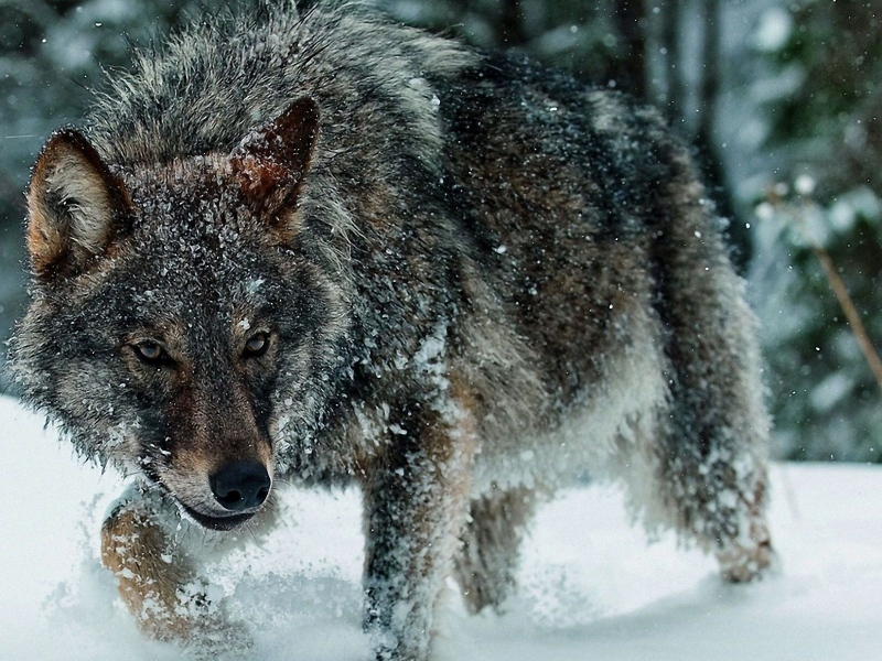 волк, хищник, снег, зима