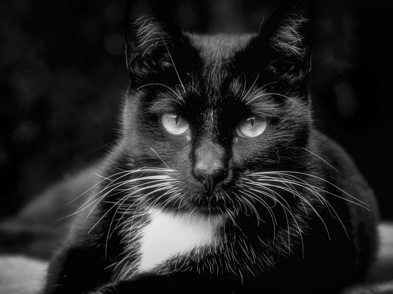 кот, чёрный, взгляд, животное